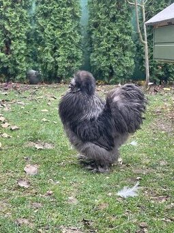 Hedvábnička kohoutek - 1