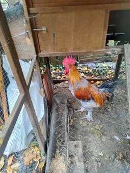 Čistokrevný maranský kohout