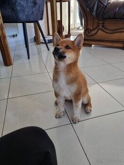 Shiba inu štěňátka