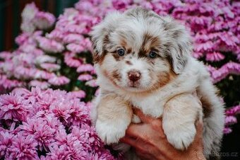 Miniaturní americký ovčák