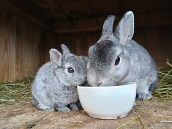 Zakrslý REX činčilový s rodokmenem miminka