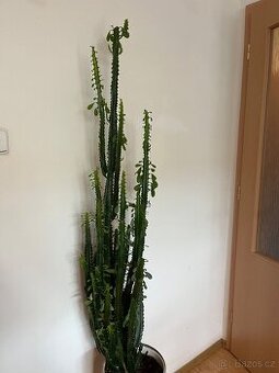 🌵 Euphorbia Trigona – krásný, vzrostlý kaktus, výška 120 cm