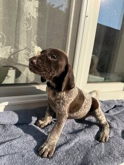 Německý krátkosrstý ohař s PP