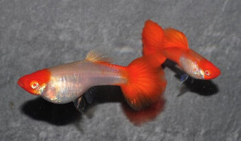 Aktuální nabídka akvarijních rybek,šneků,krevet