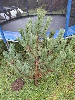 Vánoční stromeček borovička