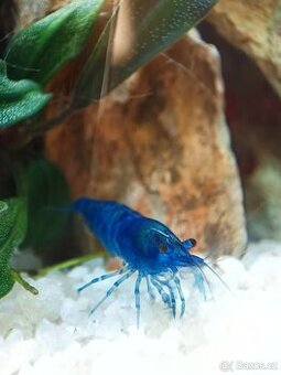 Krevetky rodu Neocaridina Davidi - Blue Dream