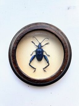 Entomologický preparát – exotický brouk Sagra, Jáva