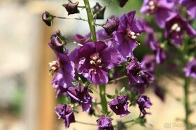 Divizna brunátná - Verbascum phoeniceum 1000 semen  50 Kč