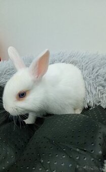 Zakrslý králíček I2