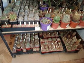 Sbírka kaktusů