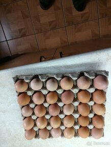 Domácí bio vejce