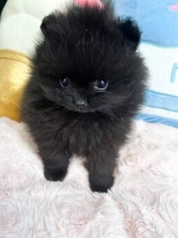 Pomeranian mini Boo