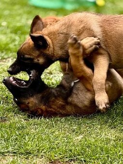BELGICKÝ OVČÁK MALINOIS