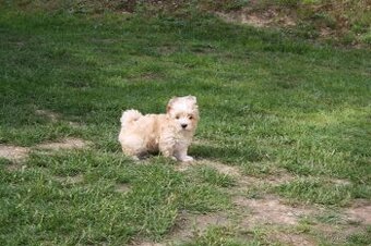 Yorkshire Terrier Golddust