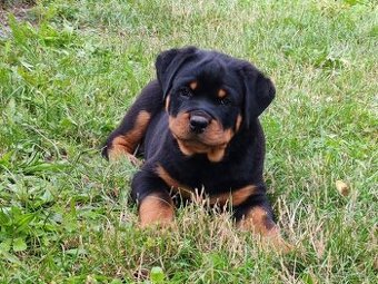 Šteniatka Rottweilera, Rottweiler, Rotvajler,Rottweiler s PP