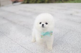 krásná štěňátka pomeraniana