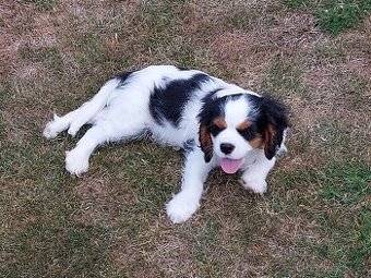 Kavalír king charles špaňĕl