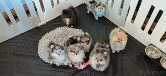 Pomeranian štěňátka s PP - platí do smazání