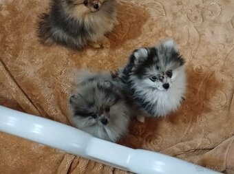 Pomeranian štěňátka s PP - platí do smazání