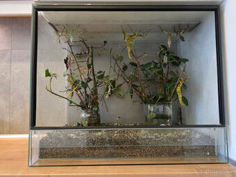 Strašilky australské + terarium