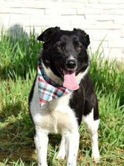 ARIELL K ADOPCI - přátelský mazel, vhodný k dětem