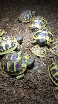Želva zelenavá