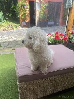 Boloňský psík s PP ke krytí