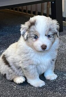 Miniaturní americký ovčák- fenečky s PP v barvě