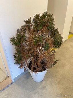 Darují zakrslou túji