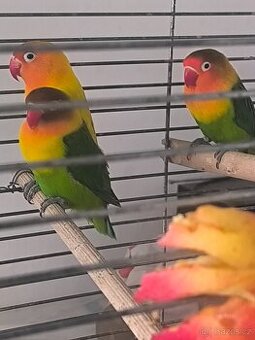 Prodám Agapornis Fisery a Kanáři.