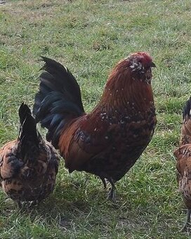 Antverpský vousáč