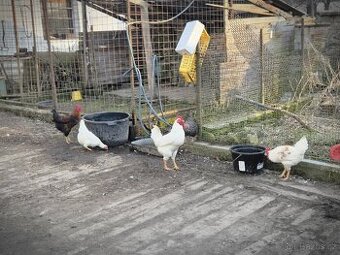 Kohouty loňské prodám