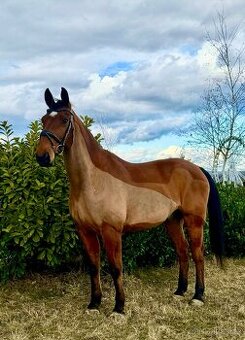 Hodný valach - učitel k prodeji