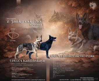 Východoevropský ovčák, Německý ovčák, Bílý švýcarský ovčák