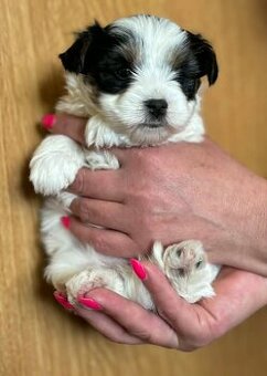 Yorkšírský ( jorkšírský)teriér biewer  fenečka