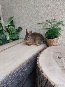 Zakrslý králík - sameček - 1