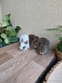 Zakrslý králík hladkosrstý - samečci