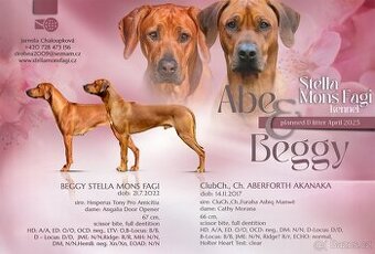 Prodám štěňátka Rhodeských ridgebacků s PP