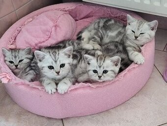 Britská-whiskas-koťátka