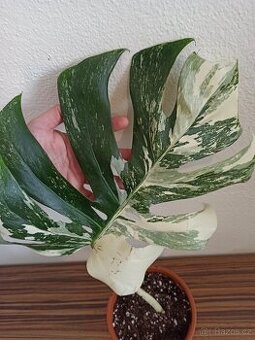 Monstera albo variegata SLEVA