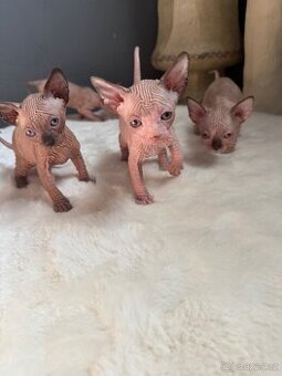 Kanadský sphynx kocourci
