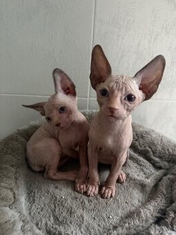 Kanadský sphynx kocourci