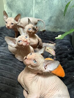 Kanadský sphynx kocourci