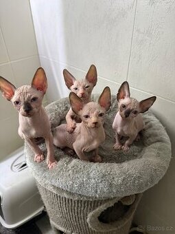 Kanadský sphynx kocourci