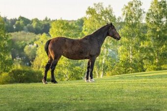 Welsh Cob klisna - 6 let