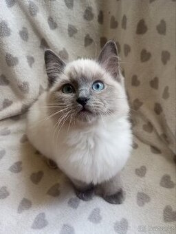🐾 Poslední Ragdoll koťátko s PP  Rezervace
