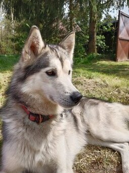 Darujeme huskyho