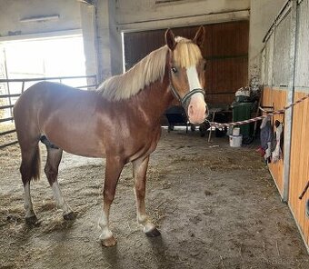 Pony na prodej