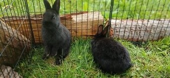 králíčci zakrslí 2,5 měsíce, Klatovy