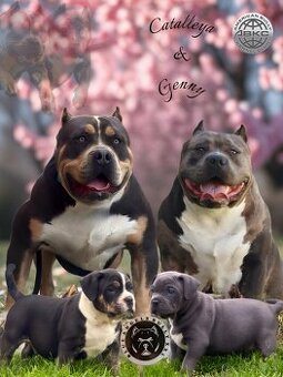 Štěňátka American Bully XL